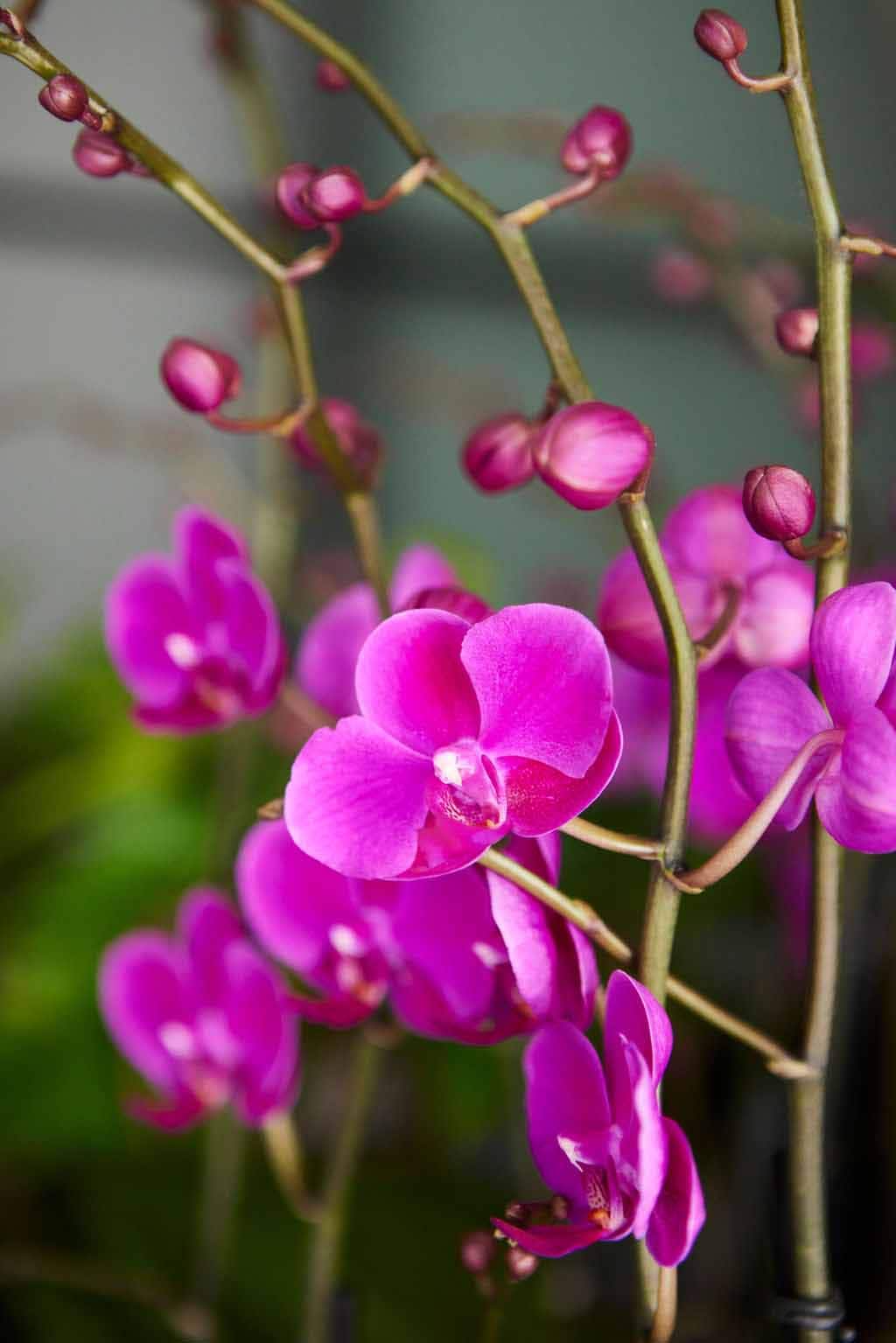 Greenwich, CT Floral Gallery Winston Flowers